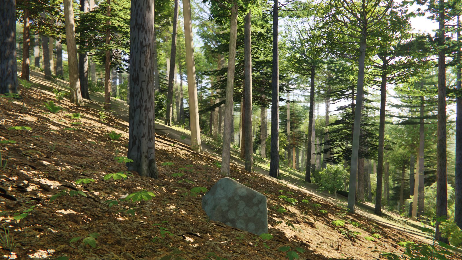 Inside the woods: trunks on a slope, the leaf litter in sun and shade
